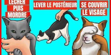 9 comportements étranges de votre chat et leurs significations