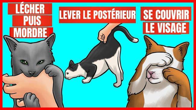 9 comportements étranges de votre chat et leurs significations