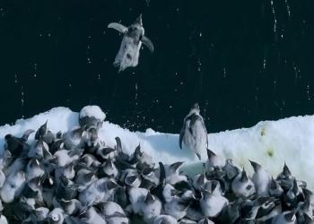 Des manchots empereurs sautent d&rsquo;une falaise de 15 mètres en Antarctique