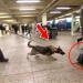 Un chien se précipite soudainement vers une valise, puis les policiers font une découverte incroyable !