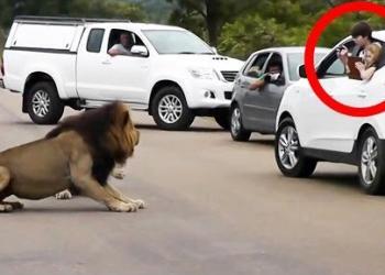 Vidéo : Un lion montre aux touristes pourquoi il faut rester à l&rsquo;intérieur de sa voiture