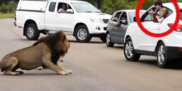 Vidéo : Un lion montre aux touristes pourquoi il faut rester à l’intérieur de sa voiture