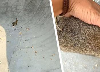 Le skateur veut libérer un animal terrorisé. Lorsqu&rsquo;il tend la main, ça devient touchant