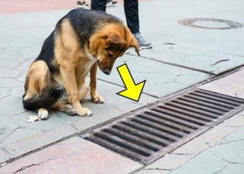 Le chien regardait tous les jours dans le collecteur d&rsquo;eaux pluviales et lorsque celui-ci a été ouvert, les gens ont été choqués !