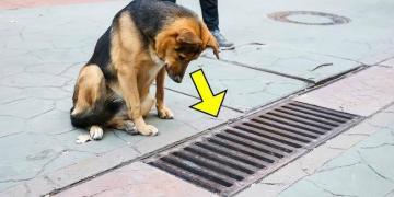Le chien regardait tous les jours dans le collecteur d&rsquo;eaux pluviales et lorsque celui-ci a été ouvert, les gens ont été choqués !