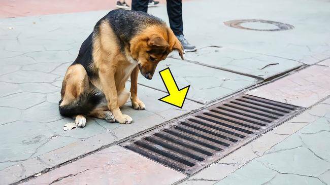 Le chien regardait tous les jours dans le collecteur d’eaux pluviales et lorsque celui-ci a été ouvert, les gens ont été choqués !