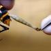 Pourquoi les abeilles meurent après avoir piqué ?