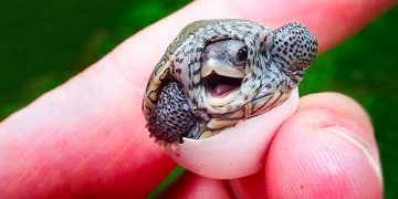 15 bébés animaux qui feront fondre même les cœurs les plus froids