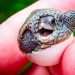 15 bébés animaux qui feront fondre même les cœurs les plus froids
