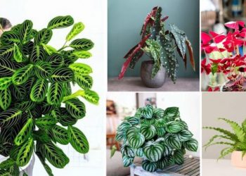 7 plantes d&rsquo;intérieur aux feuilles uniques