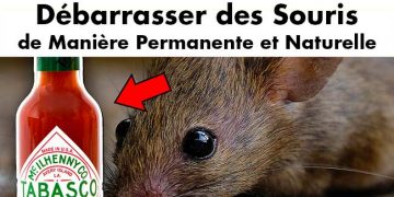 7 façons de se débarrasser des souris de manière permanente et naturelle