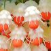 Plantes qui ressemblent à des chandeliers colorés, portant simultanément des fleurs et des structures semblables à des fruits, se balançant au grand air
