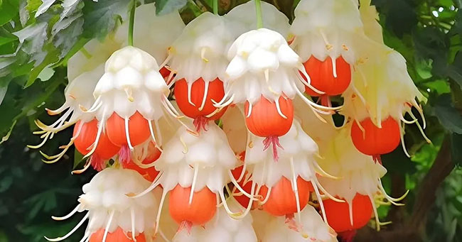Plantes qui ressemblent à des chandeliers colorés, portant simultanément des fleurs et des structures semblables à des fruits, se balançant au grand air