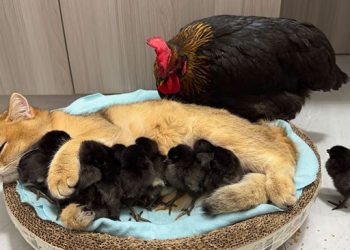 Vidéo : La poule a été surprise ! Les chats savent mieux s&rsquo;occuper des poussins que les poules. C&rsquo;est mignon et intéressant 😊