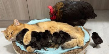 Vidéo : La poule a été surprise ! Les chats savent mieux s’occuper des poussins que les poules. C’est mignon et intéressant 😊
