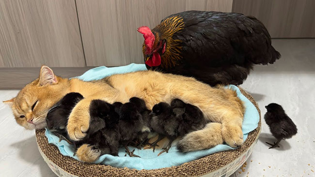 Vidéo : La poule a été surprise ! Les chats savent mieux s’occuper des poussins que les poules. C’est mignon et intéressant 😊
