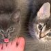 Pourquoi votre chat vous attend à la porte quand vous rentrez chez vous