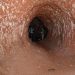 Ces énormes tunnels ont été creusés par un paresseux géant qui vivait il y a 10 000 ans en Amérique du Sud