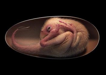 Un embryon de dinosaure magnifiquement préservé a été découvert dans un œuf d&rsquo;oviraptorosaure fossilisé
