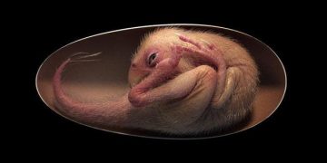 Un embryon de dinosaure magnifiquement préservé a été découvert dans un œuf d&rsquo;oviraptorosaure fossilisé