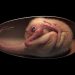 Un embryon de dinosaure magnifiquement préservé a été découvert dans un œuf d&rsquo;oviraptorosaure fossilisé
