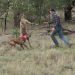 Un homme donne un coup de poing à un kangourou pour sauver son chien [vidéo]
