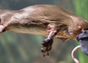 Nous savons maintenant pourquoi les ornithorynques sont si étranges : leurs gènes sont en partie ceux d&rsquo;un oiseau, d&rsquo;un reptile et d&rsquo;un mammifère