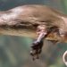 Nous savons maintenant pourquoi les ornithorynques sont si étranges : leurs gènes sont en partie ceux d&rsquo;un oiseau, d&rsquo;un reptile et d&rsquo;un mammifère