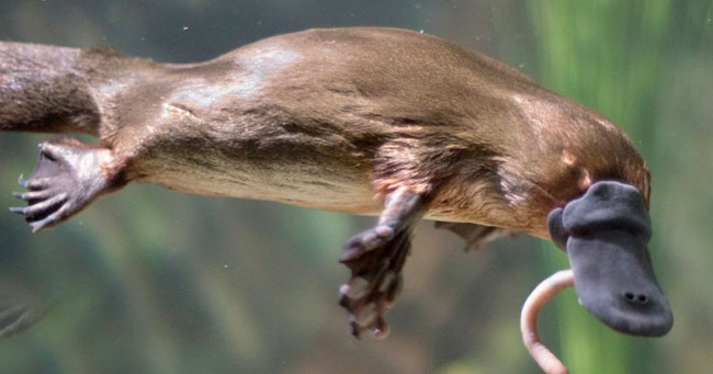Nous savons maintenant pourquoi les ornithorynques sont si étranges : leurs gènes sont en partie ceux d’un oiseau, d’un reptile et d’un mammifère