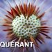 Pissenlit : La plante qui a conquis le monde
