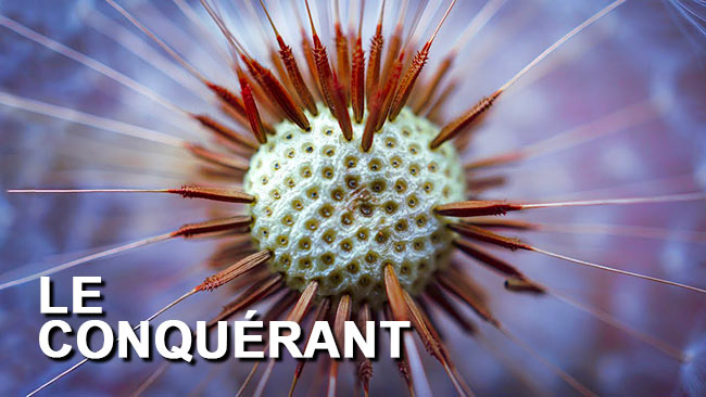 Pissenlit : La plante qui a conquis le monde