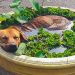 15 animaux super-détendus qui ont atteint le niveau ultime de relaxation