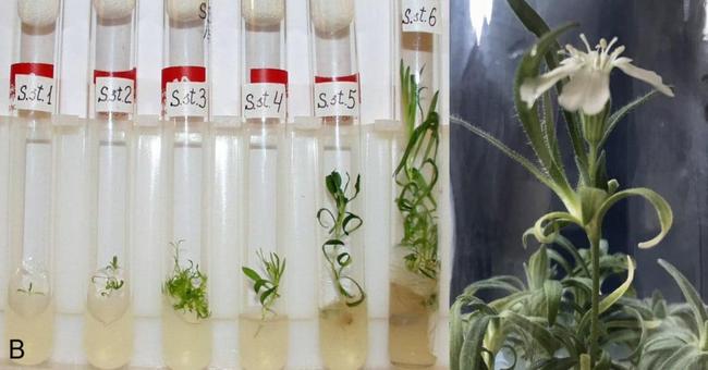 Des scientifiques font revivre une plante vieille de 32 000 ans tout droit sortie du Pléistocène