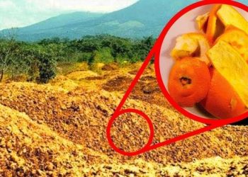 Ils ont jeté 12 000 tonnes de pelures d&rsquo;orange dans une forêt. 16 ans plus tard, ils sont revenus pour voir les résultats…