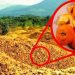 Ils ont jeté 12 000 tonnes de pelures d&rsquo;orange dans une forêt. 16 ans plus tard, ils sont revenus pour voir les résultats…