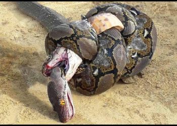 Voici pourquoi le cobra royal déteste les autres serpents