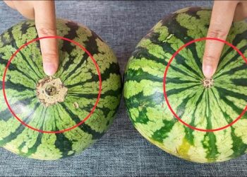 Les pastèques sont-elles sucrées ? Un simple coup d&rsquo;œil ici et vous le saurez. Garantie de trouver la bonne à chaque fois, la méthode du vieux cultivateur de pastèques fonctionne vraiment.
