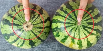 Les pastèques sont-elles sucrées ? Un simple coup d&rsquo;œil ici et vous le saurez. Garantie de trouver la bonne à chaque fois, la méthode du vieux cultivateur de pastèques fonctionne vraiment.