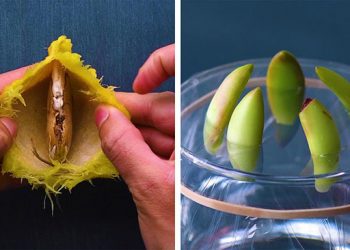 13 astuces de jardinage géniales que vous serez heureux de connaître !