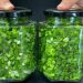 Conserver des oignons verts est si simple. Ils restent frais pendant un an, et vous pouvez les prendre au fur et à mesure, sans gaspillage et avec une grande commodité.
