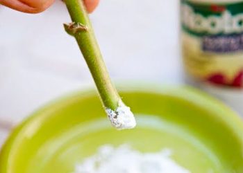 Fabriquer de l&rsquo;hormone de bouturage bio pour 0 euro