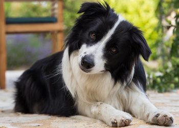 L&rsquo;intelligence des chiens : classement par races