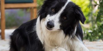 L&rsquo;intelligence des chiens : classement par races