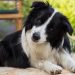 L&rsquo;intelligence des chiens : classement par races