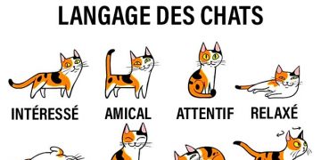 Comment mieux comprendre votre chat