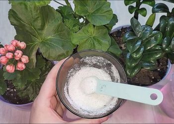 Ajoutez Ceci sous n&rsquo;importe quelle plante et même le buisson le plus chétif revivra : 10 fertilisants naturels