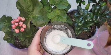 Ajoutez Ceci sous n&rsquo;importe quelle plante et même le buisson le plus chétif revivra : 10 fertilisants naturels