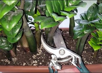 Je regrette de ne pas avoir enraciné les zamioculcas de cette manière plus tôt, la méthode la plus économique pour obtenir de nombreuses plantes