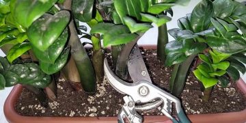 Je regrette de ne pas avoir enraciné les zamioculcas de cette manière plus tôt, la méthode la plus économique pour obtenir de nombreuses plantes