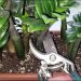 Je regrette de ne pas avoir enraciné les zamioculcas de cette manière plus tôt, la méthode la plus économique pour obtenir de nombreuses plantes